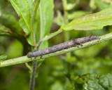 GeometridInchworm3.jpg