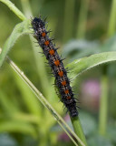 MourningCloakCaterpillar2.jpg