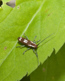 RoundHeadedAppleBorerBeetle1.jpg