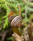 Snail8R.jpg