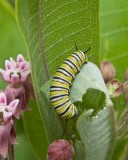 MonarchCaterpillar5.jpg