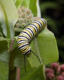 MonarchCaterpillar8R.jpg