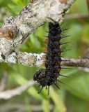 MourningCloakCaterpillar6.jpg