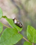 GiantSwallowtailCaterpillar4.jpg