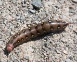GalliumSphinxCaterpillar3.jpg