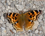 ComptonTortoiseshell1R.jpg