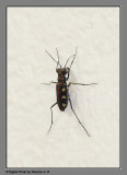 Spotted tiger beetle (Cicindela aurulenta)
