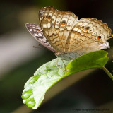 Grey Pansy (Junonia atlites)