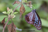 Butterfly Blue Glassy Tiger