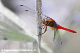 Macrodiplax-cora -male