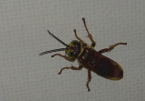 Insect