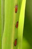Common red leafhopper