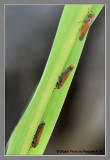 Common red leafhopper
