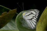 Striped Albatross (Appias libythea olferna) - male