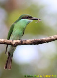 Blue-throated Bee-eater (Merops viridis)