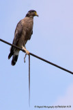 Crested Serpent-Eagle (Spilornis cheela) with Catch