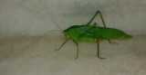 Green Pelesit
