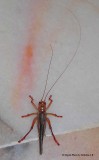 Bush-crickets