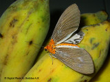 Moth on Banana