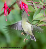 Black Throated Sunbird - female