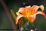 Daylily 