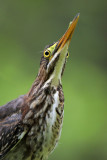 Green Heron