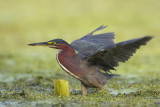 Green Heron