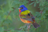The Rainbow Bird, Who Doesn’t Love a Painted Bunting? 08-14-2012