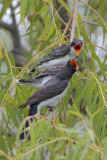 Eastern Kingbird