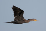 Neotropic Cormorant