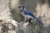 Blue Jay