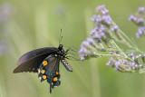 Pipevine Swallowtail