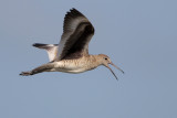 Willet