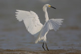 Snowy Egret