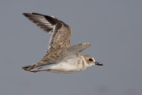 Wilsons Plover