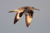 Willet