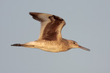 Willet