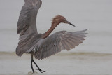 Reddish Egret