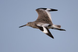 Willet