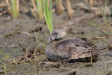 Pied-billed Grebe