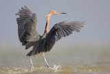 Reddish Egret