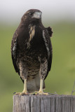 White-tailed Hawk