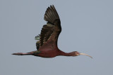 White-faced Ibis