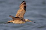 Marbled Godwit