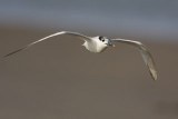 Sandwich Tern