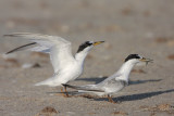 Least Tern