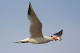 Royal Tern
