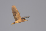 Black-crowned Night-Heron