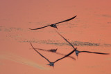 Black Skimmer