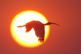 White Ibis